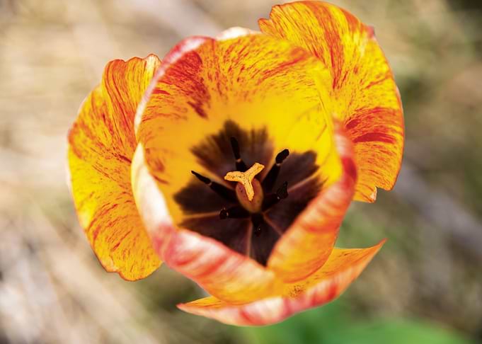 Glorious tulips in Spring