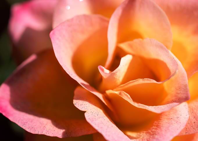 Pink Rose with Love