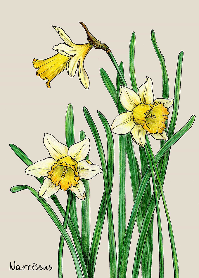 Narcissus