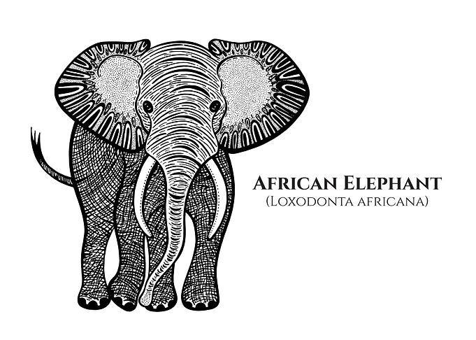 African Elephant with Name