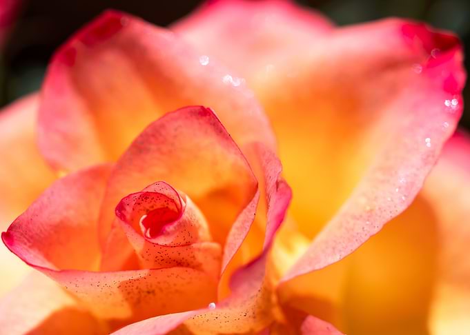 Pink Rose with Love