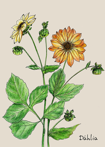 Dahlia