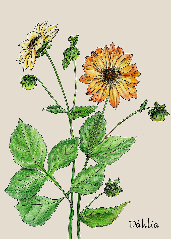 Dahlia