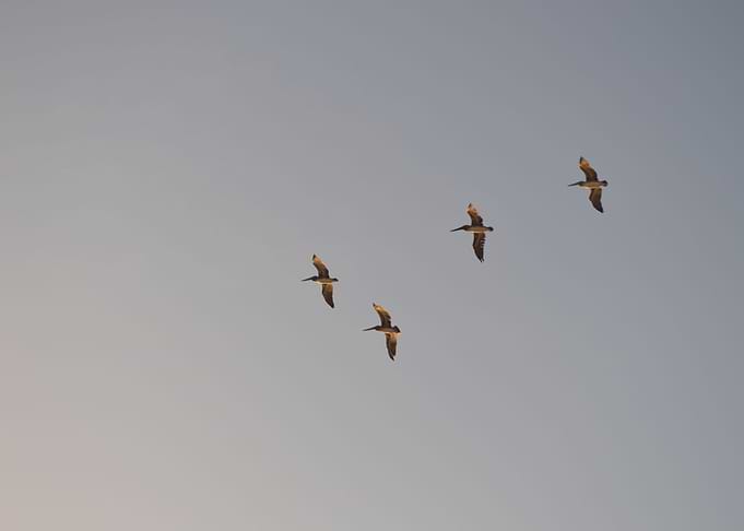 Flying high