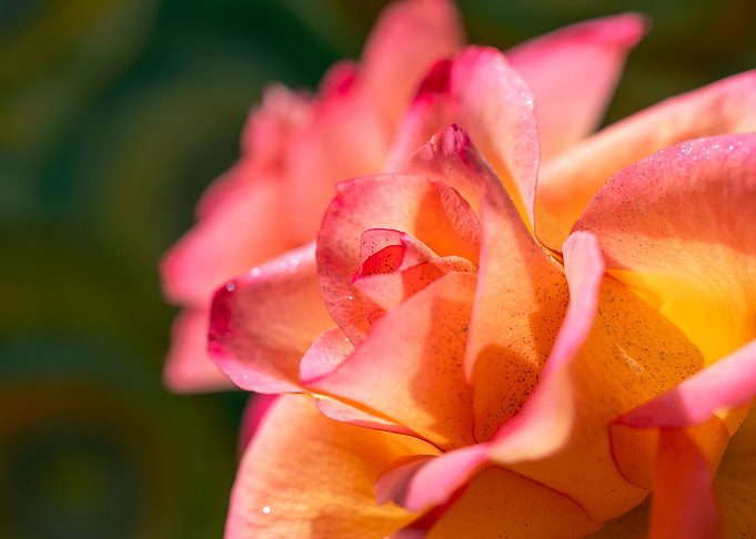 Pink Rose with Love