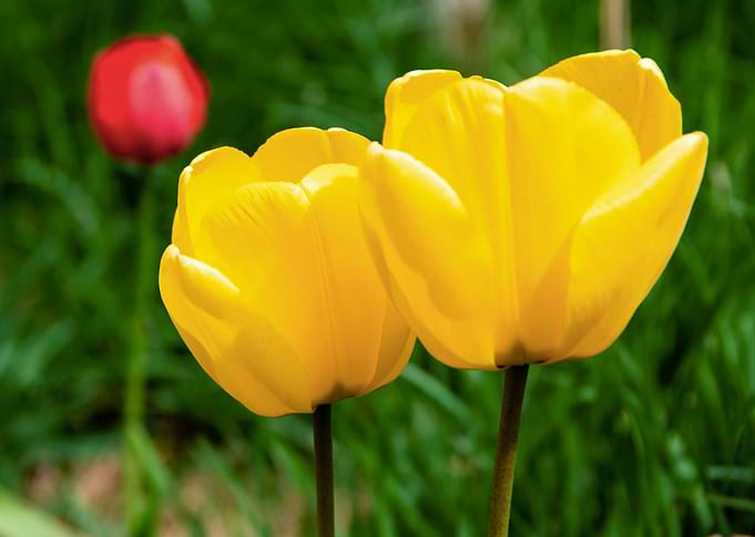 Glorious tulips in Spring