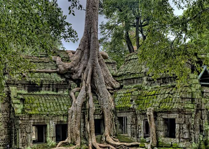 tree building