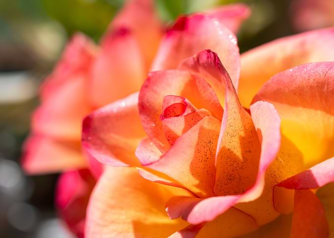 Pink Rose with Love