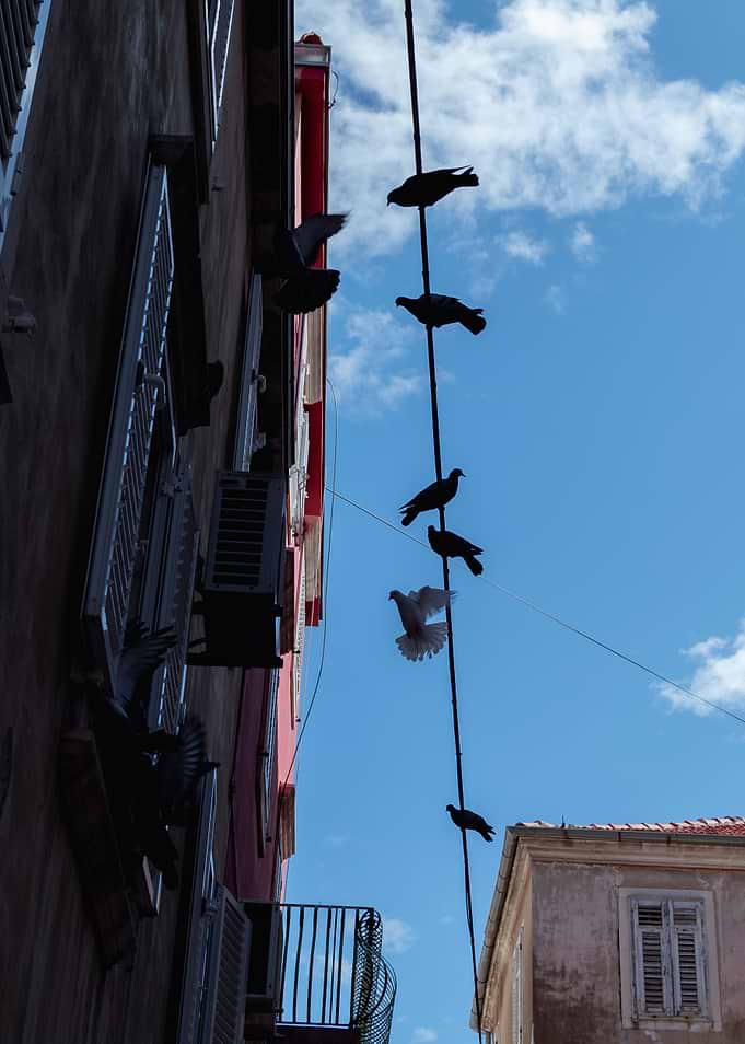 Sitting Pigeons