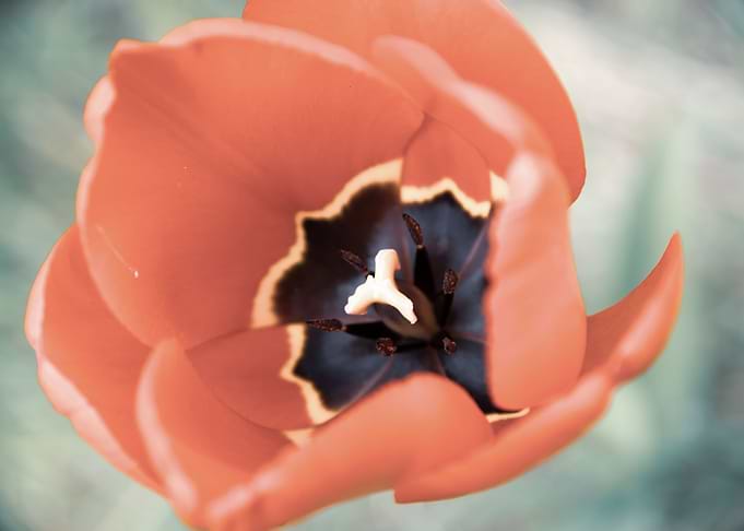 Glorious tulips in Spring