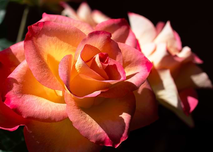 Pink Rose with Love