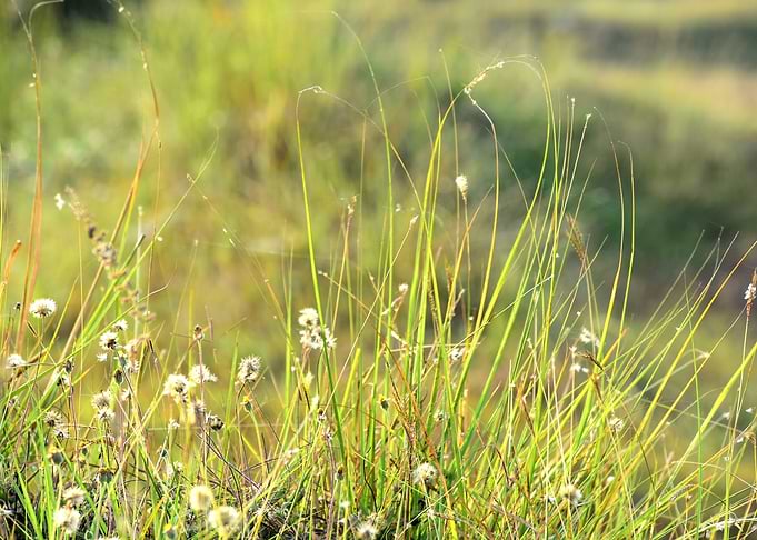Green Grass and Flowers