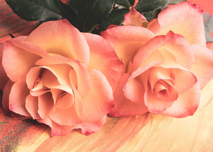 Pink Rose with Love