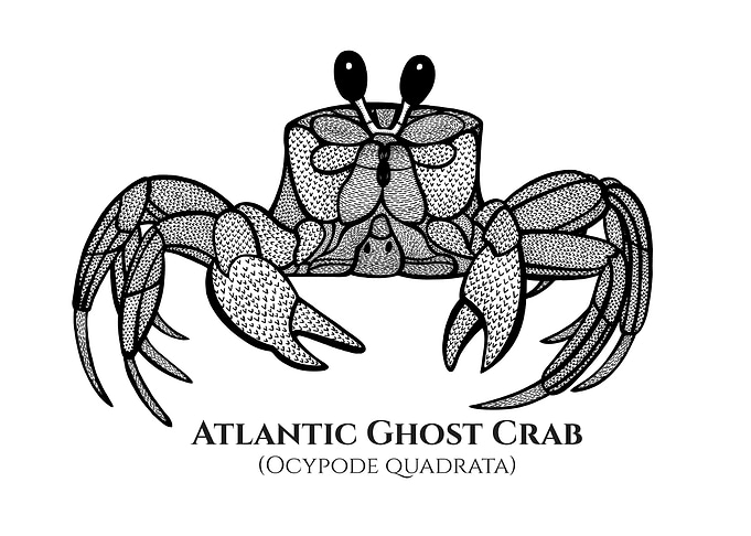 Atlantic Ghost Crab