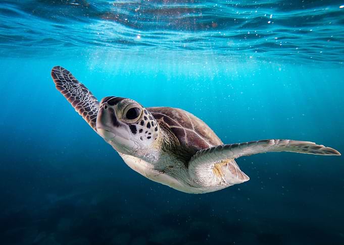 Brown Turtle