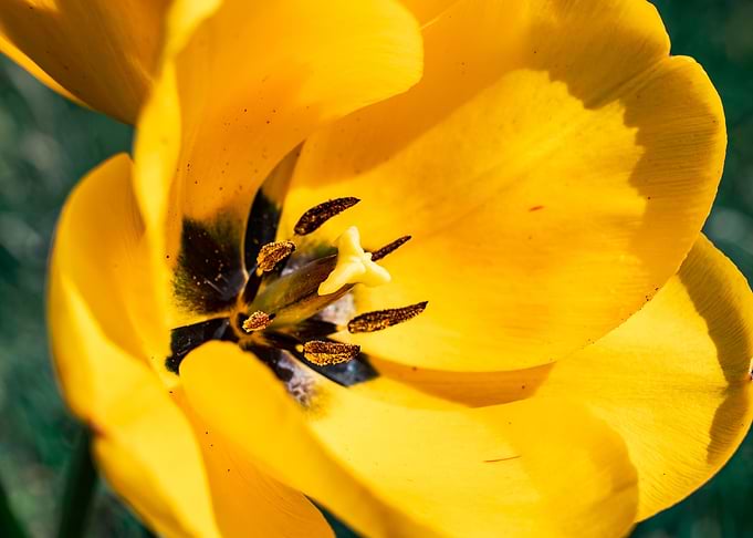 Glorious tulips in Spring