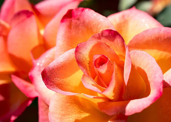 Pink Rose with Love