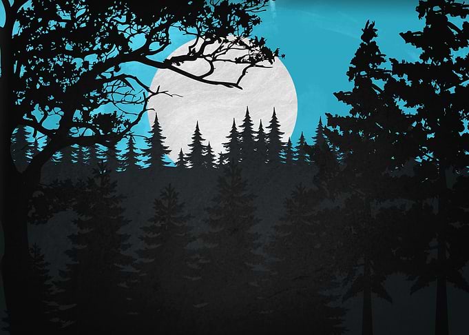 nature night in forest