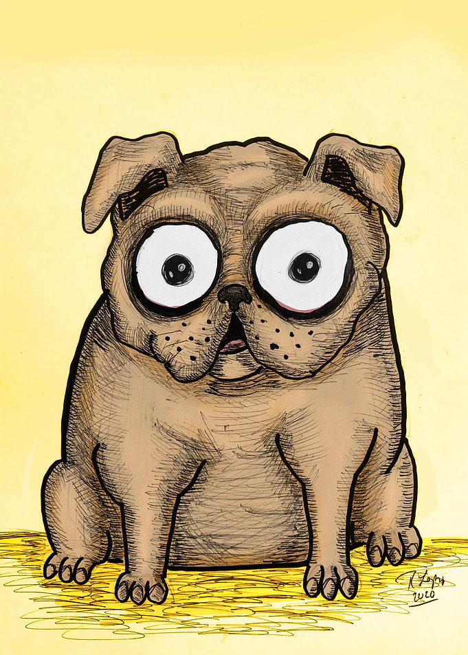 Chubby pug