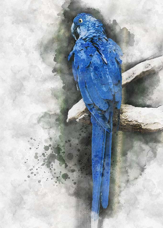 Watercolour Patriot