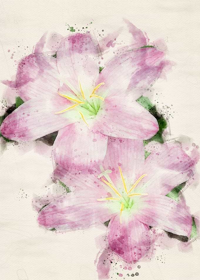 Pink Flower