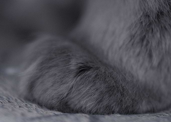 Paw