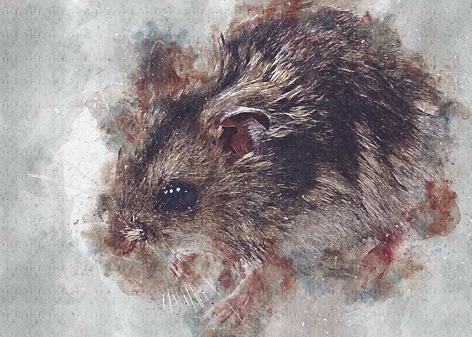 rat mouse