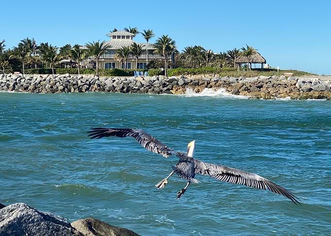Spread your wings