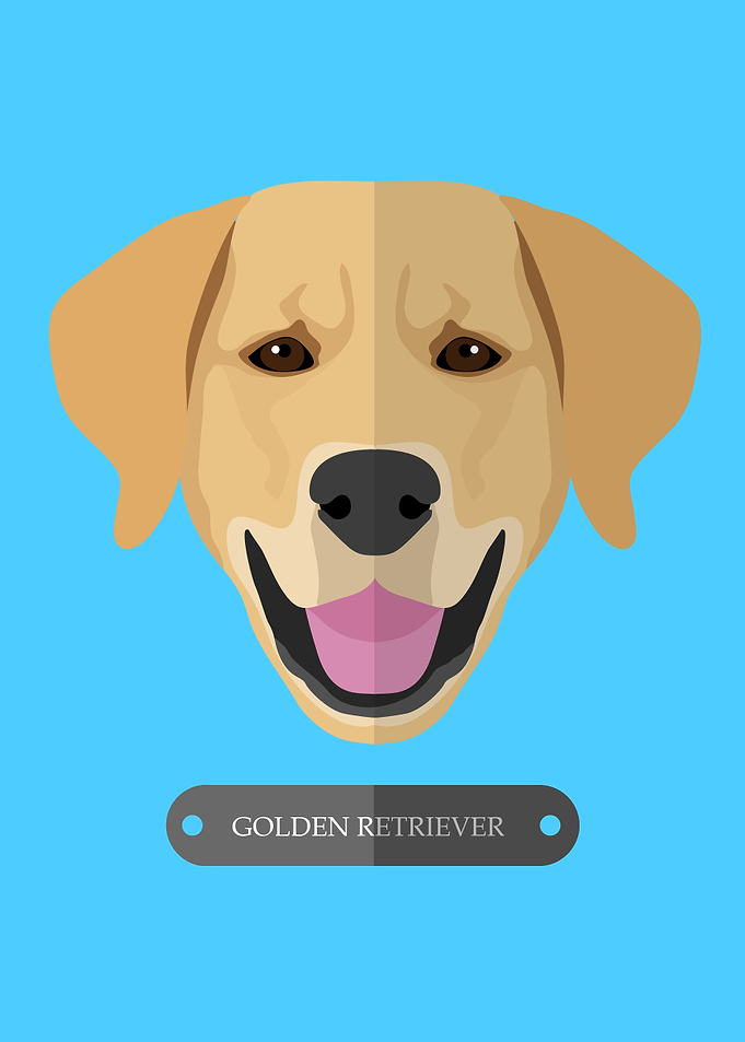 golden retriever dog