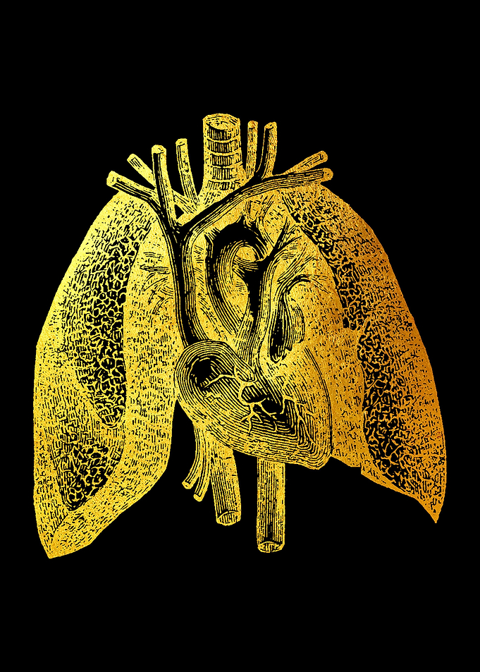 Lungs