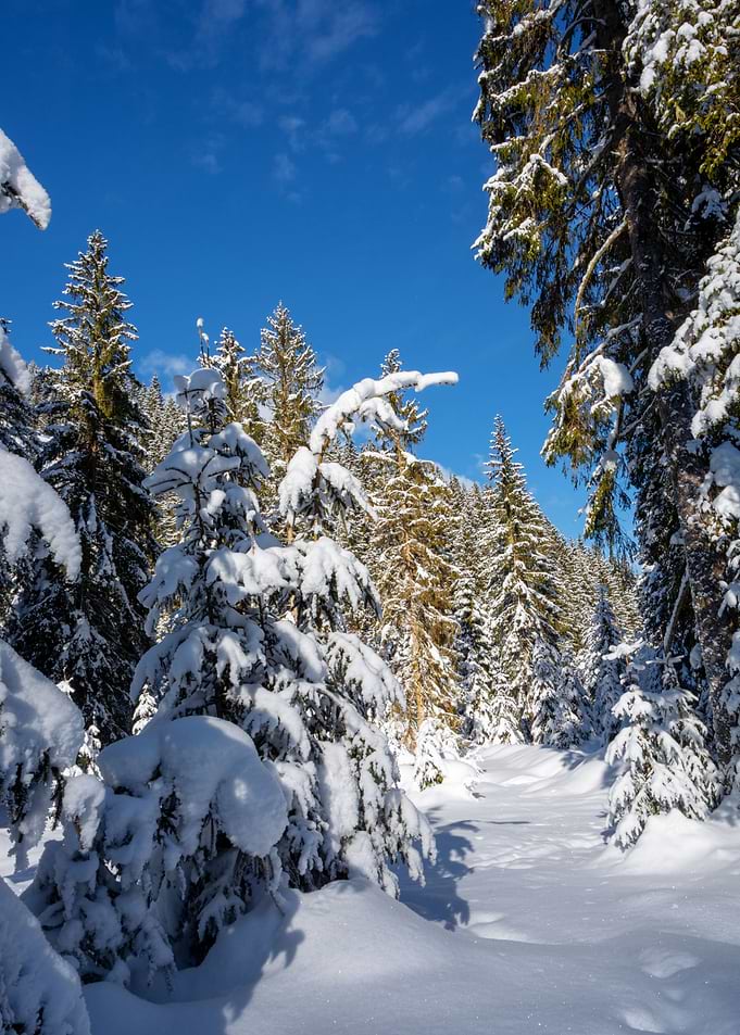 winter forest