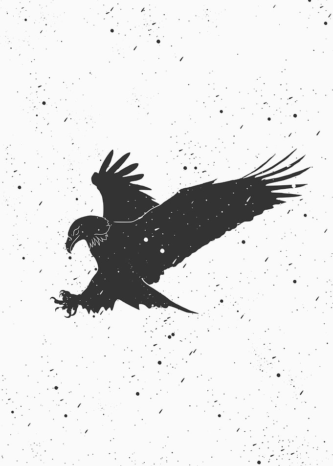 Bald eagles catch prey