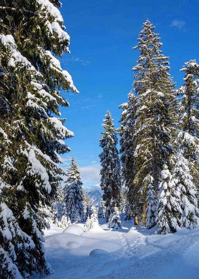 winter forest