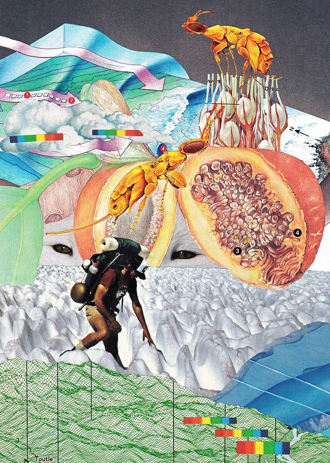 Wonderland [collage]