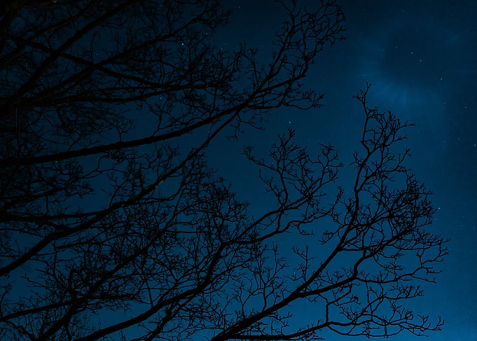 Dead trees