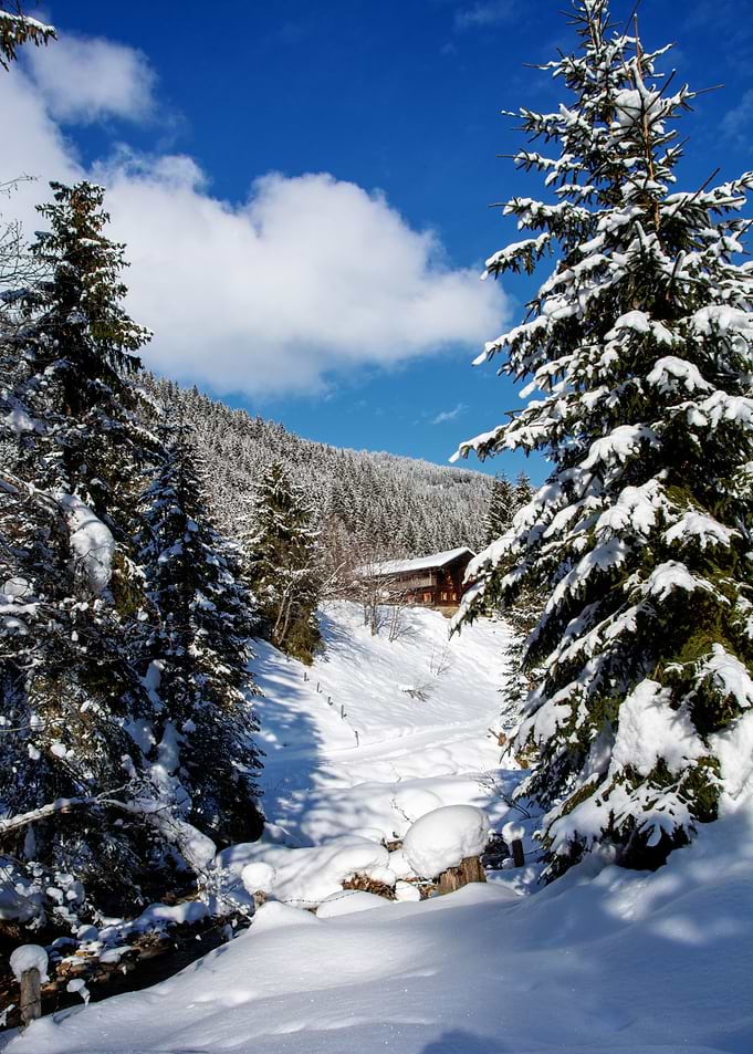 winter landscape