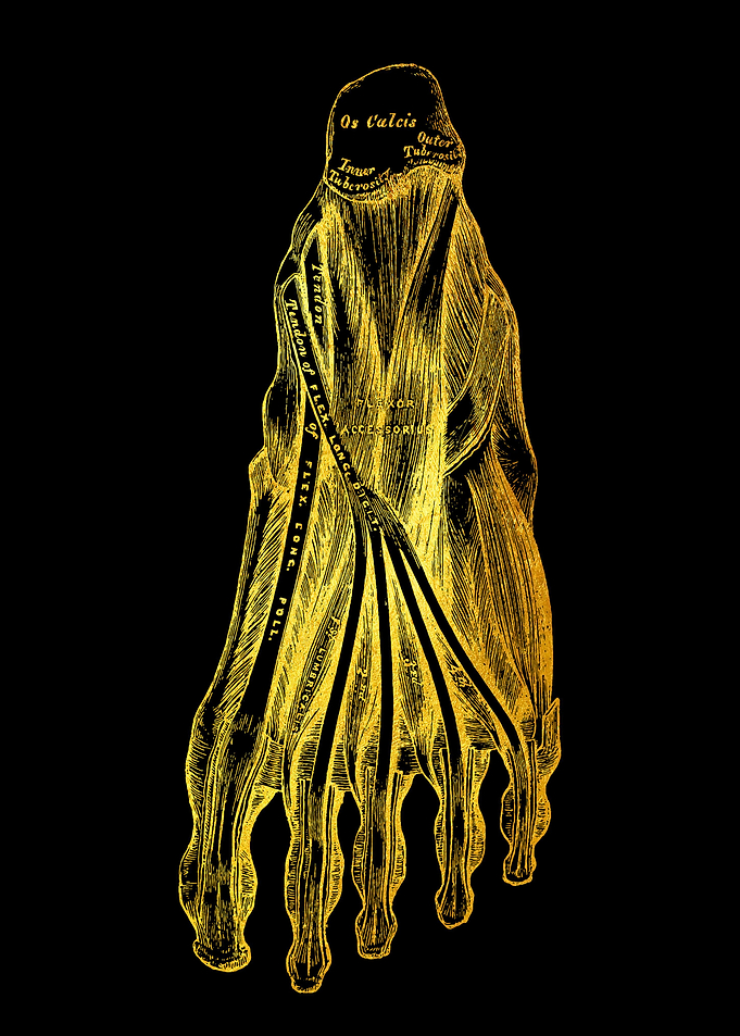 Foot