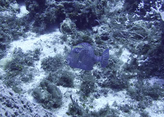 Coral Fish