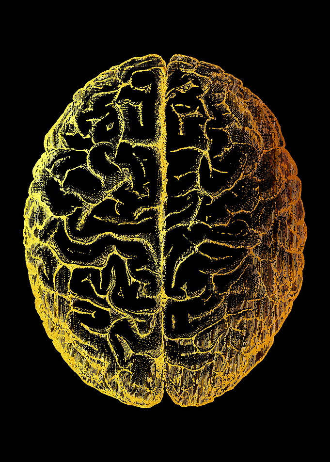 Brain