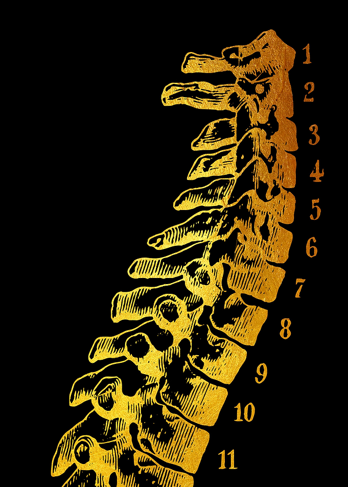Spine