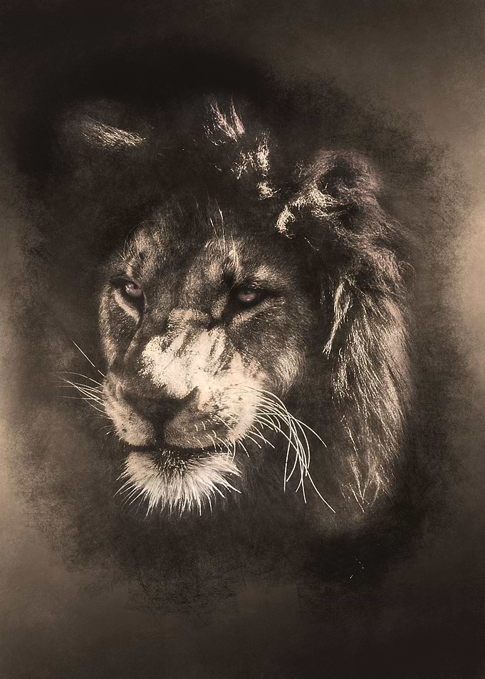 Lion Brown Soul