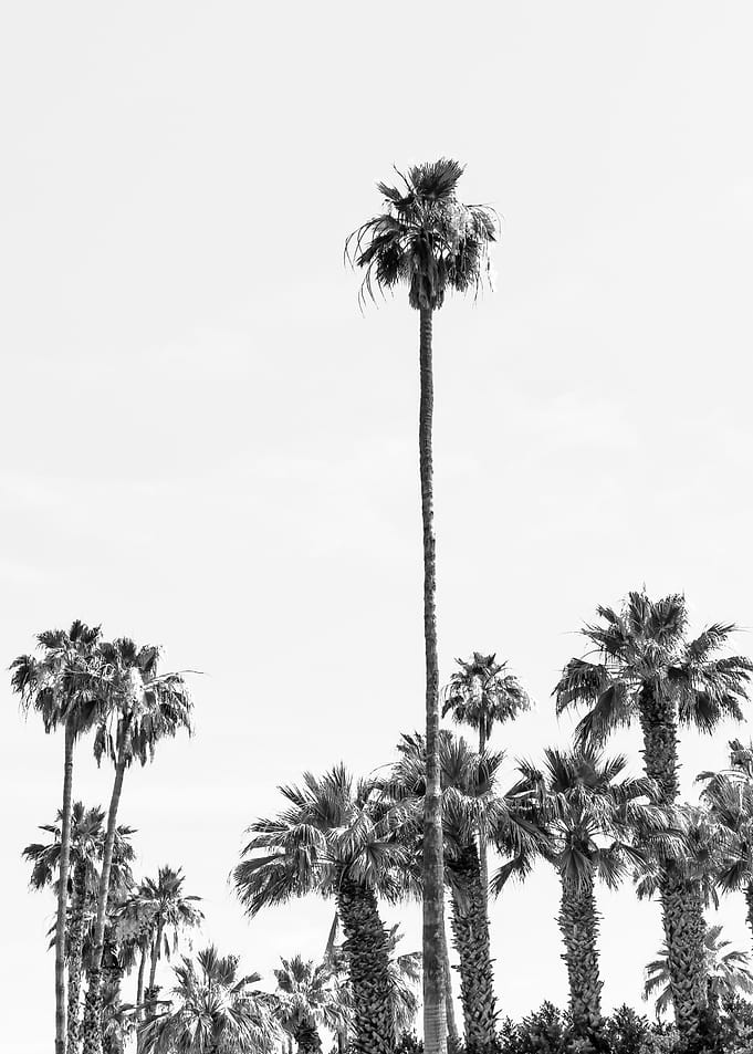 California Palm Trees