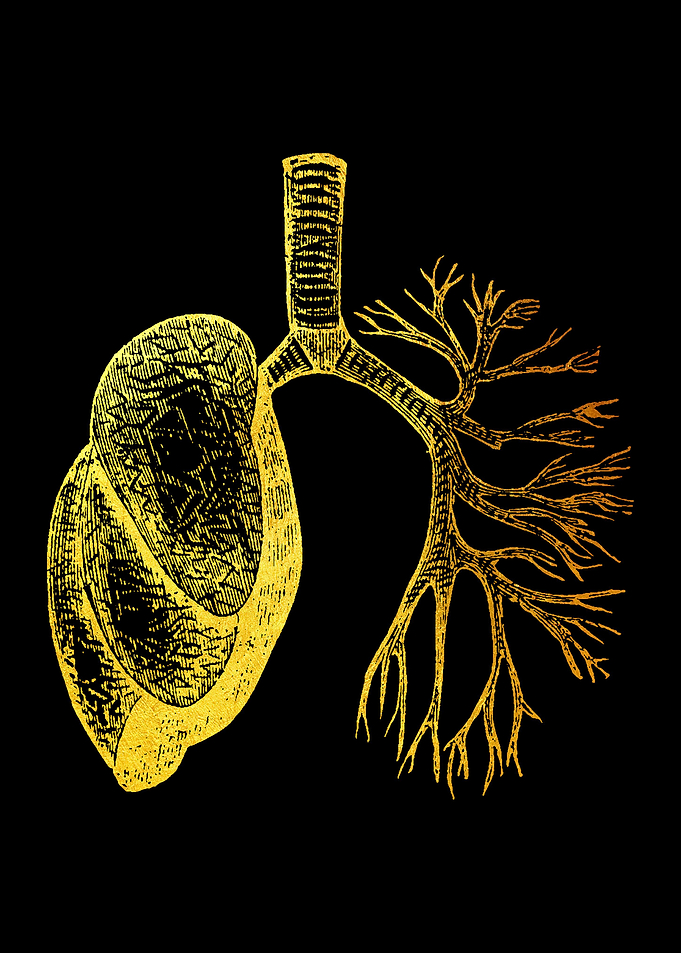 Lungs