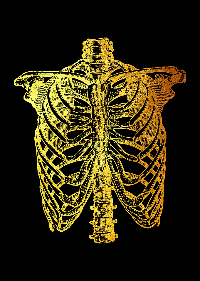Ribs