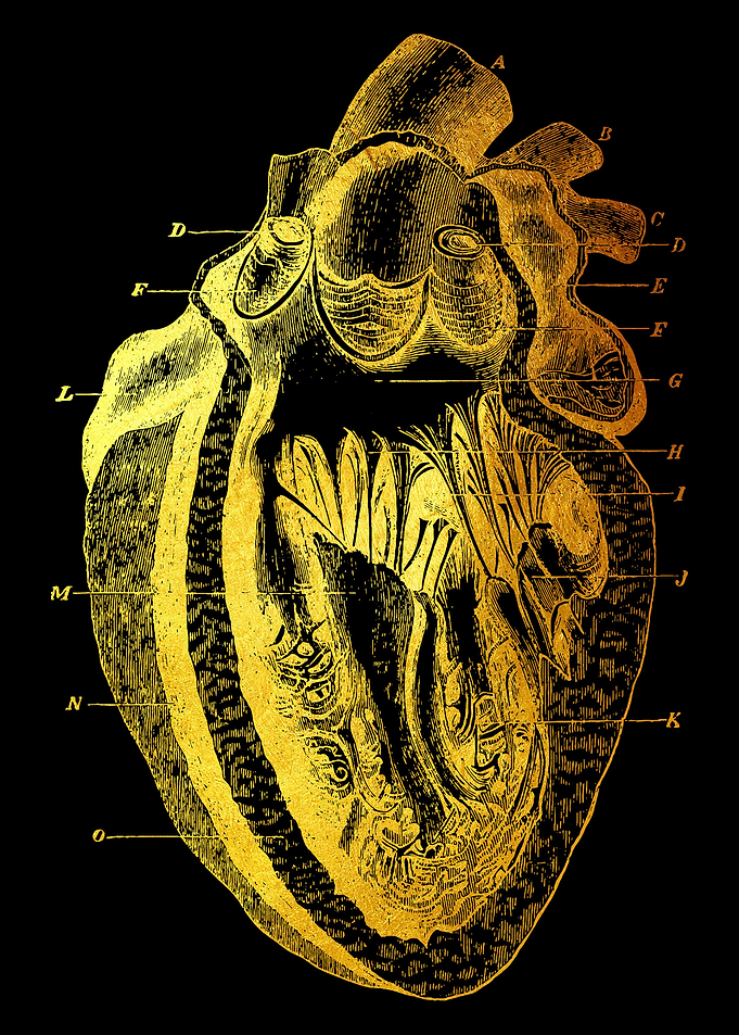 Heart
