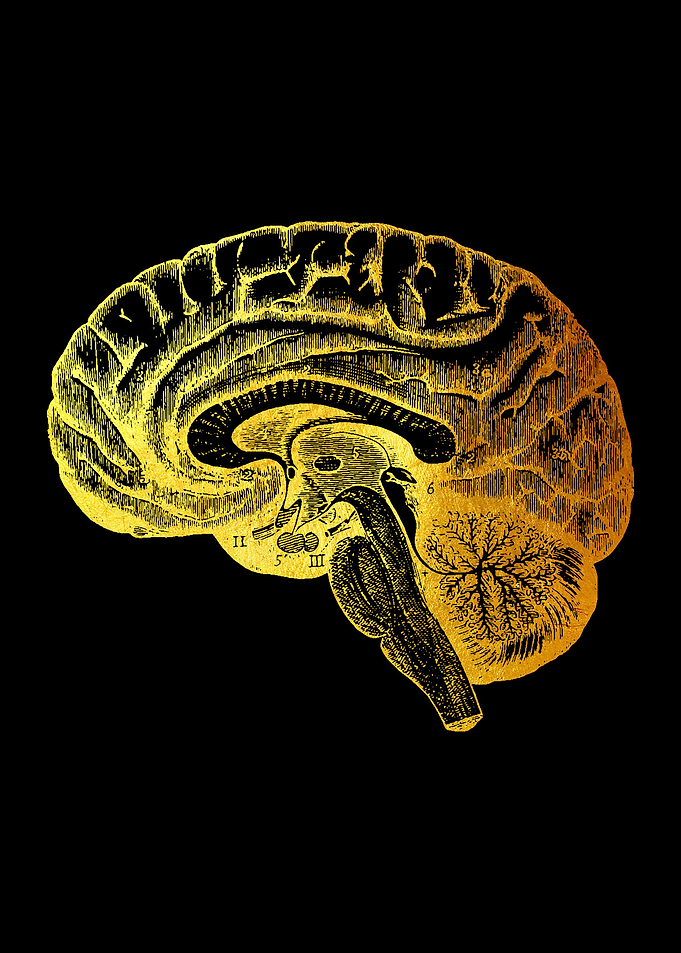 Brain