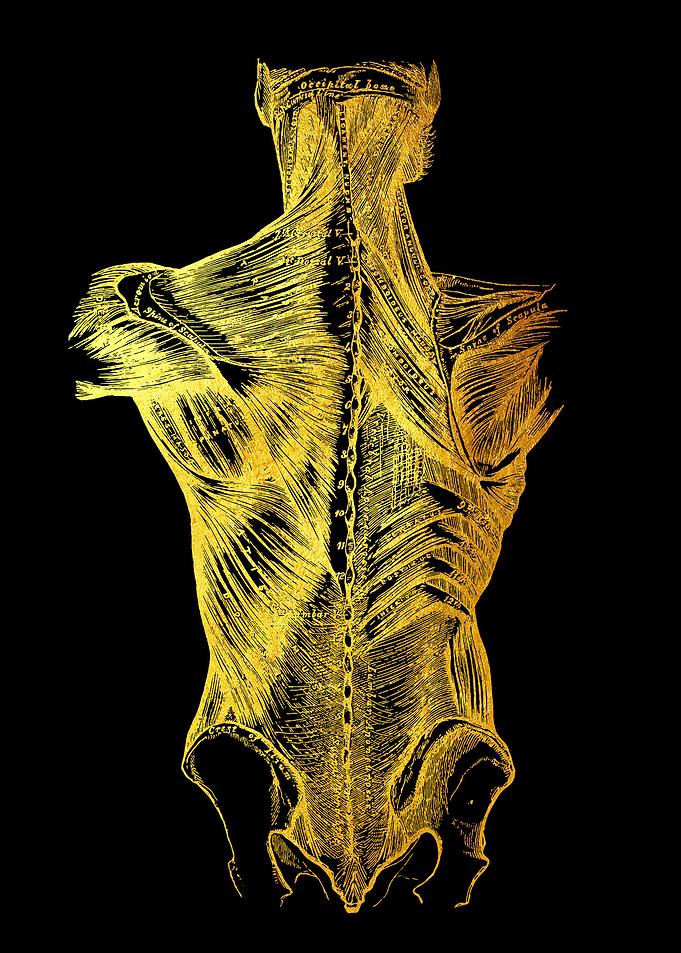 Back Muscle