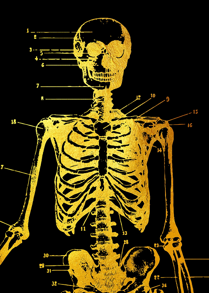 Skeleton