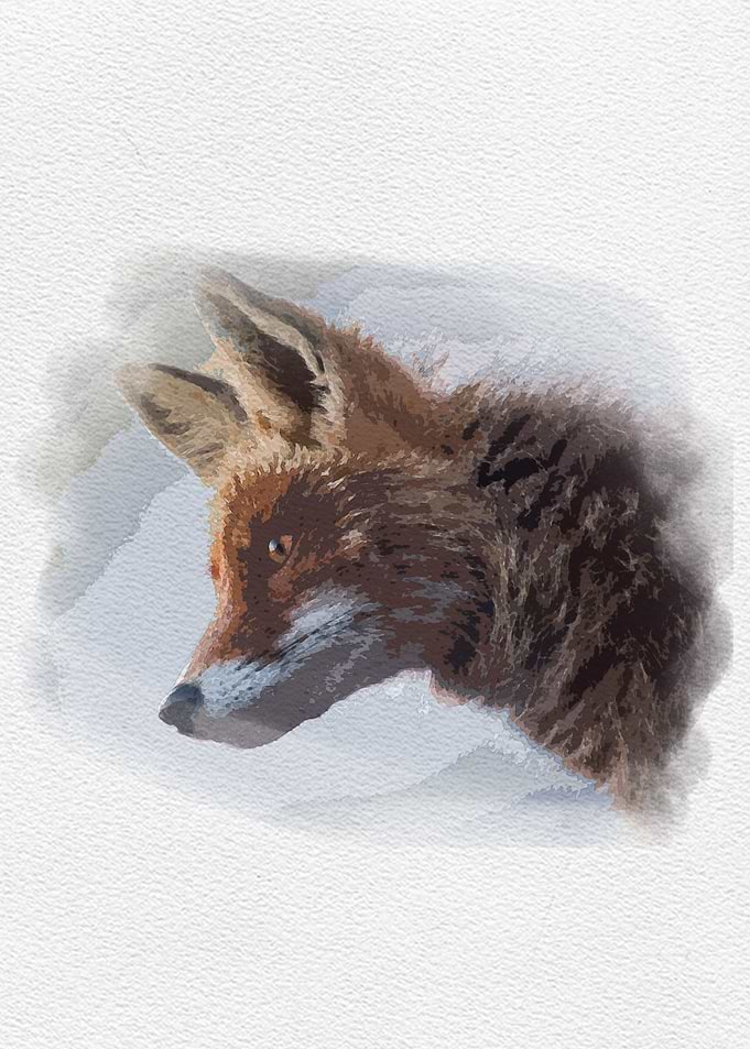 Fox Water Color