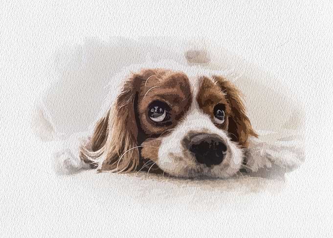 Dog Water Color